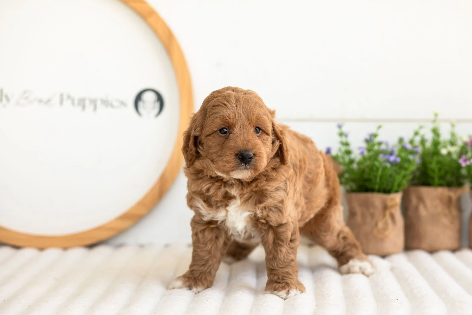 Ron goldendoodle for sale(3).jpg