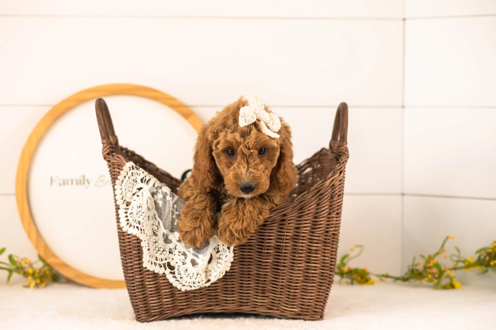 Breeze Goldendoodle for sale(4).jpg