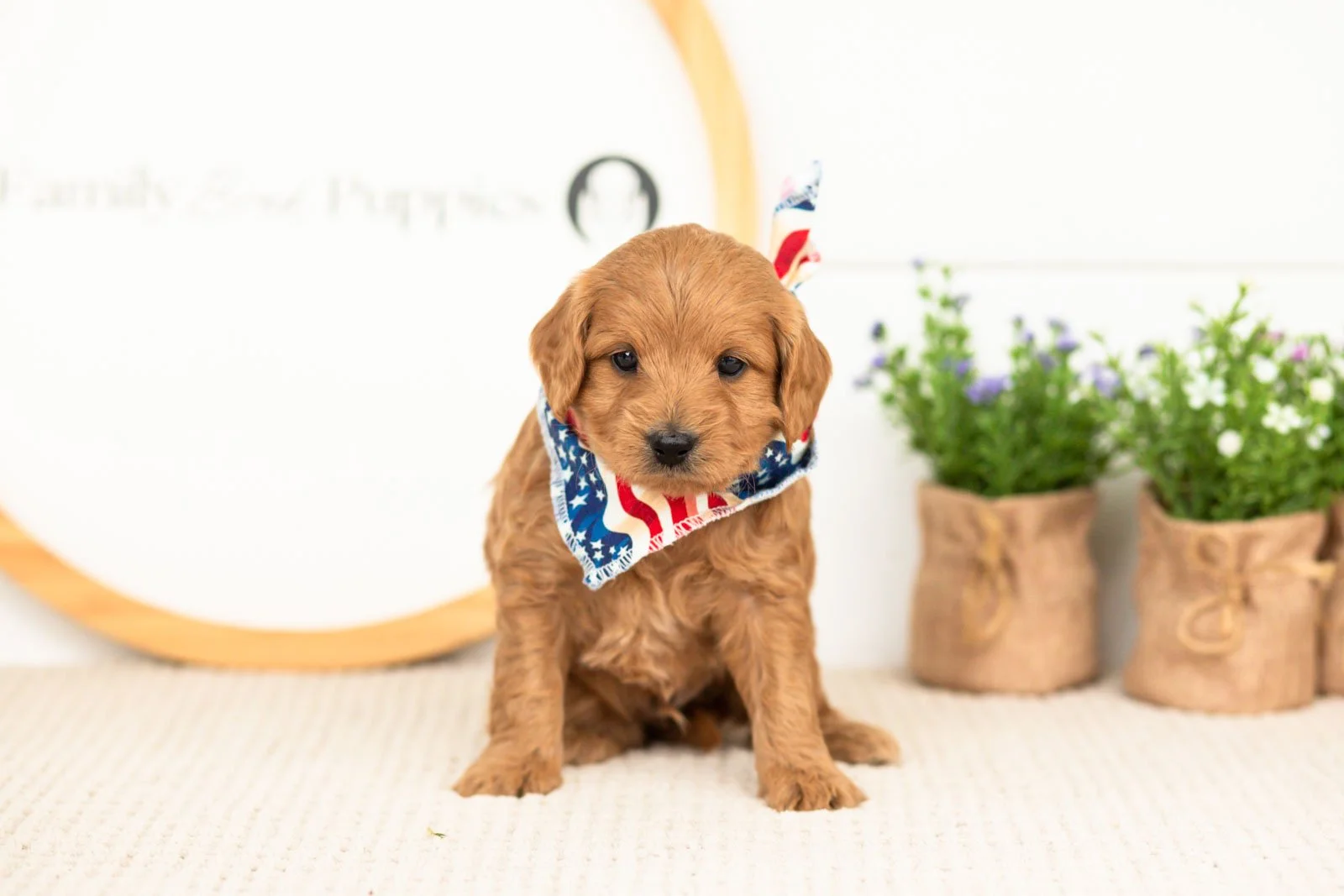 Ember goldendoodle for sale(1).jpg