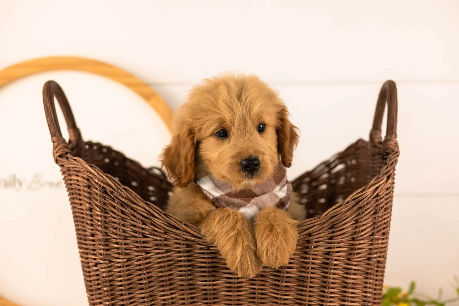 Easton goldendoodle for sale(3).jpg