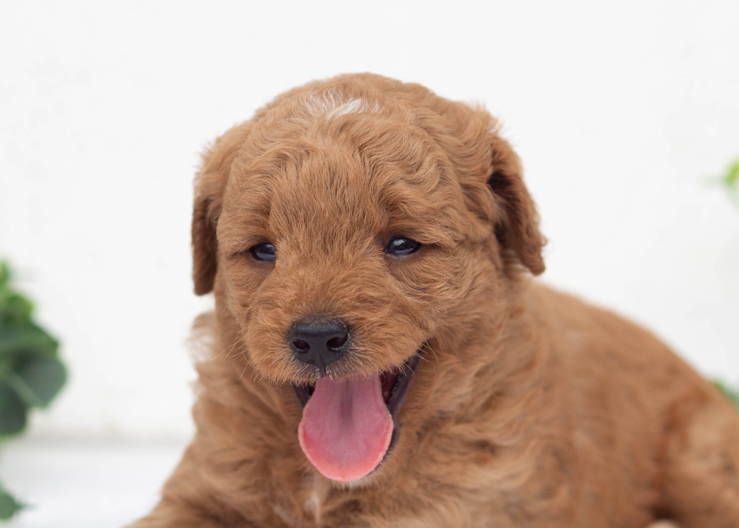 Leo Goldendoodle For Sale(1).jpg