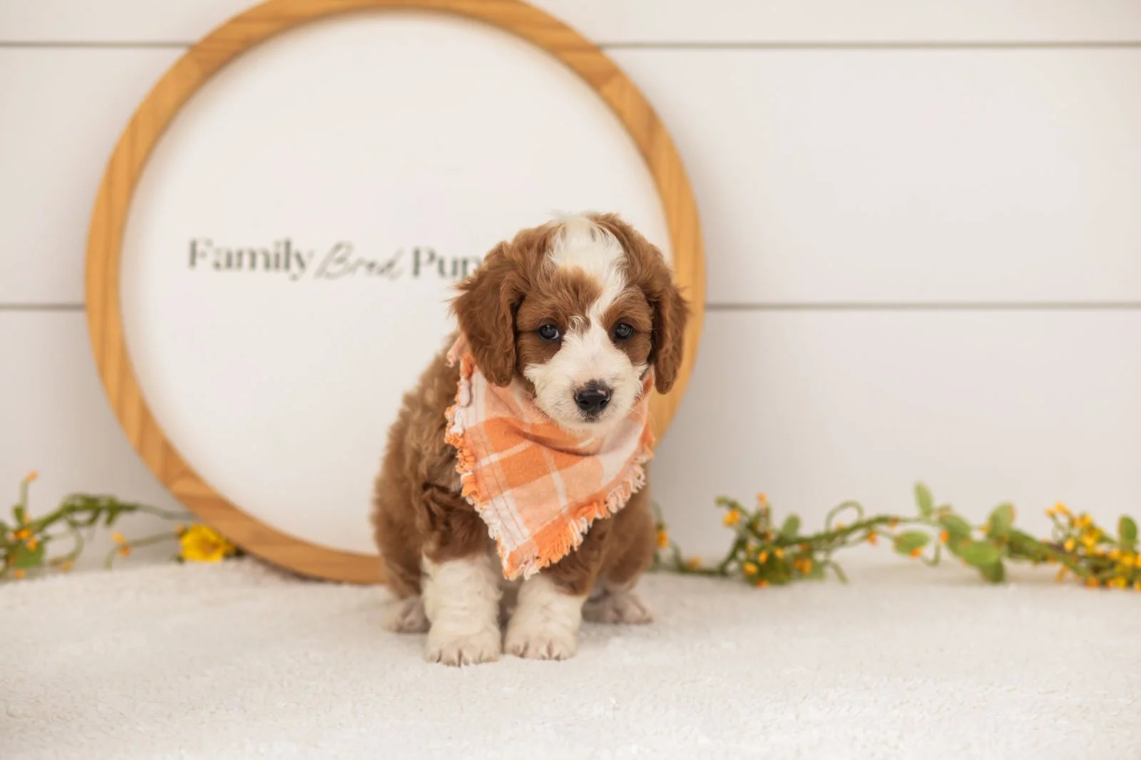 Rocket goldendoodle for sale(1).jpg