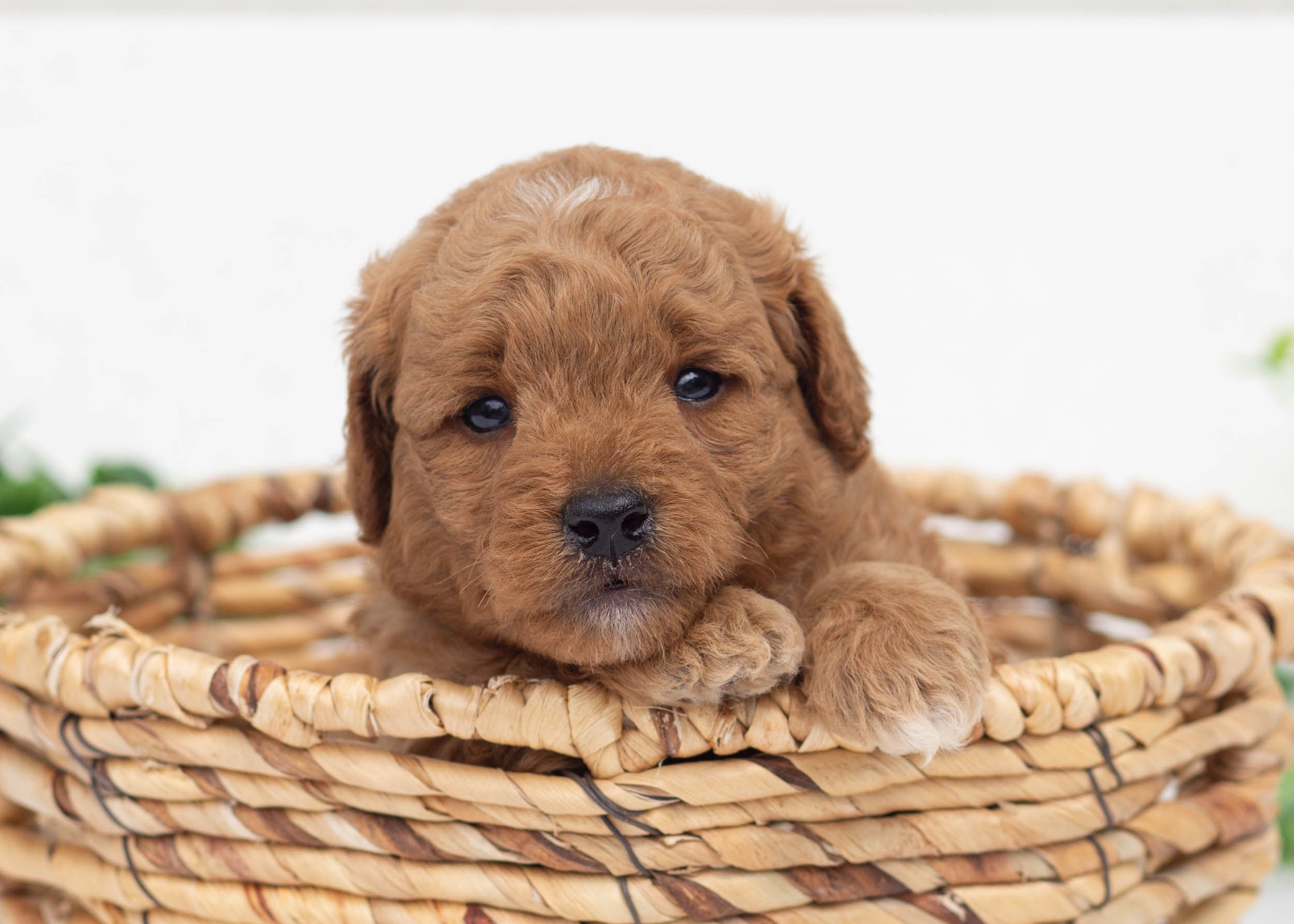 Leo Goldendoodle For Sale(3).jpg