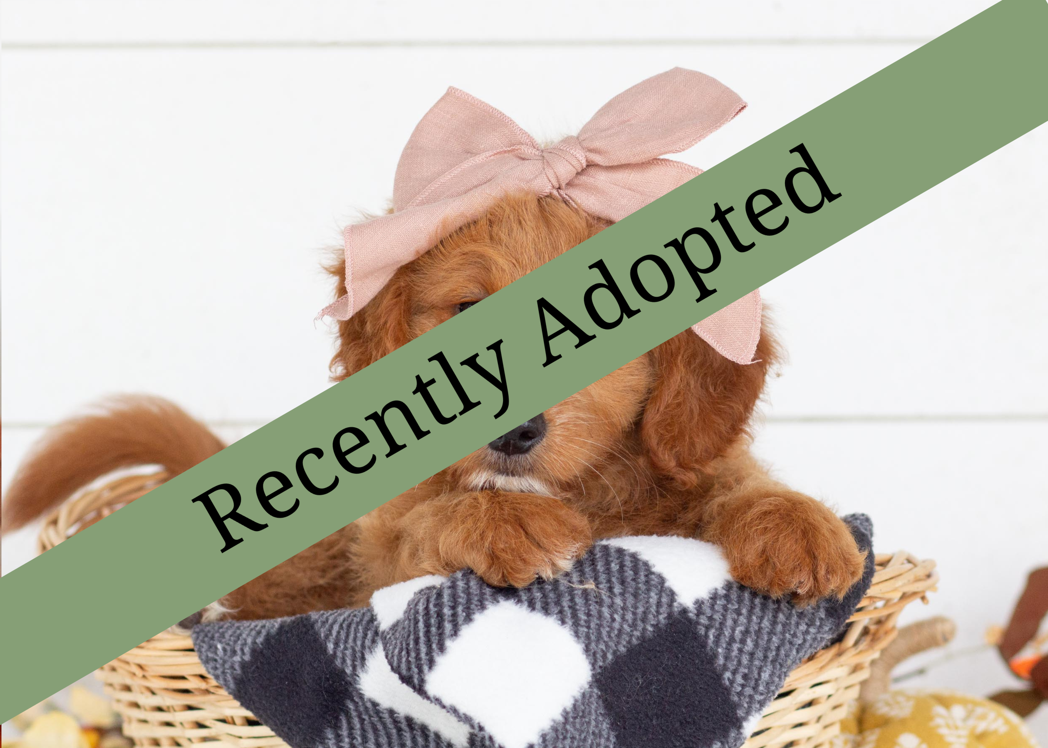 goldendoodle for sale