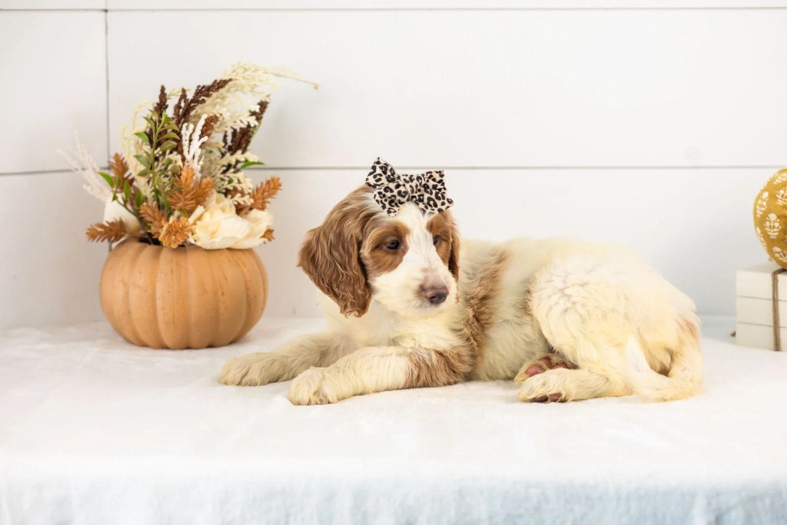 Pamir goldendoodle for sale 5.jpg