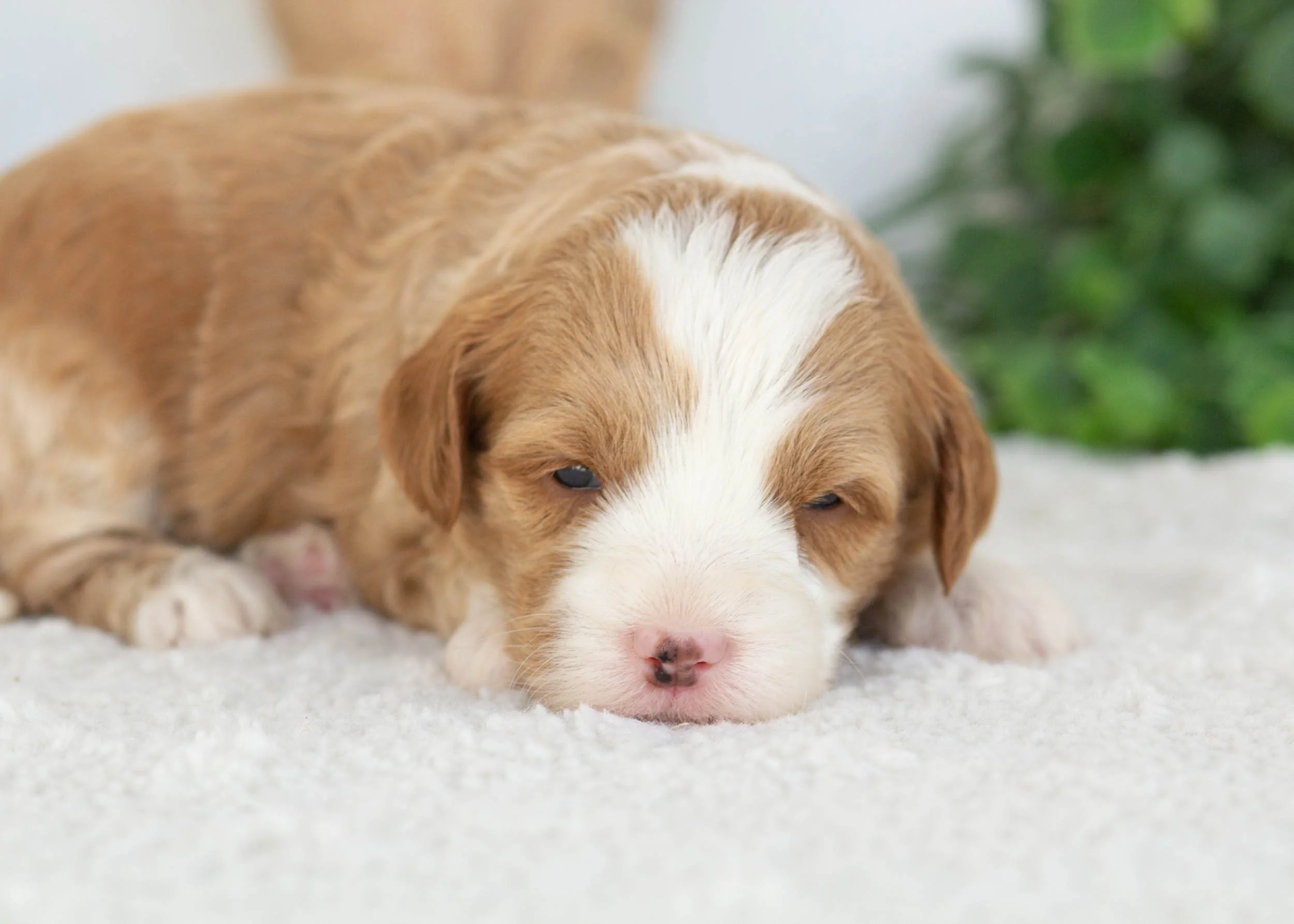 Chase Goldendoodle for sale(1).jpg
