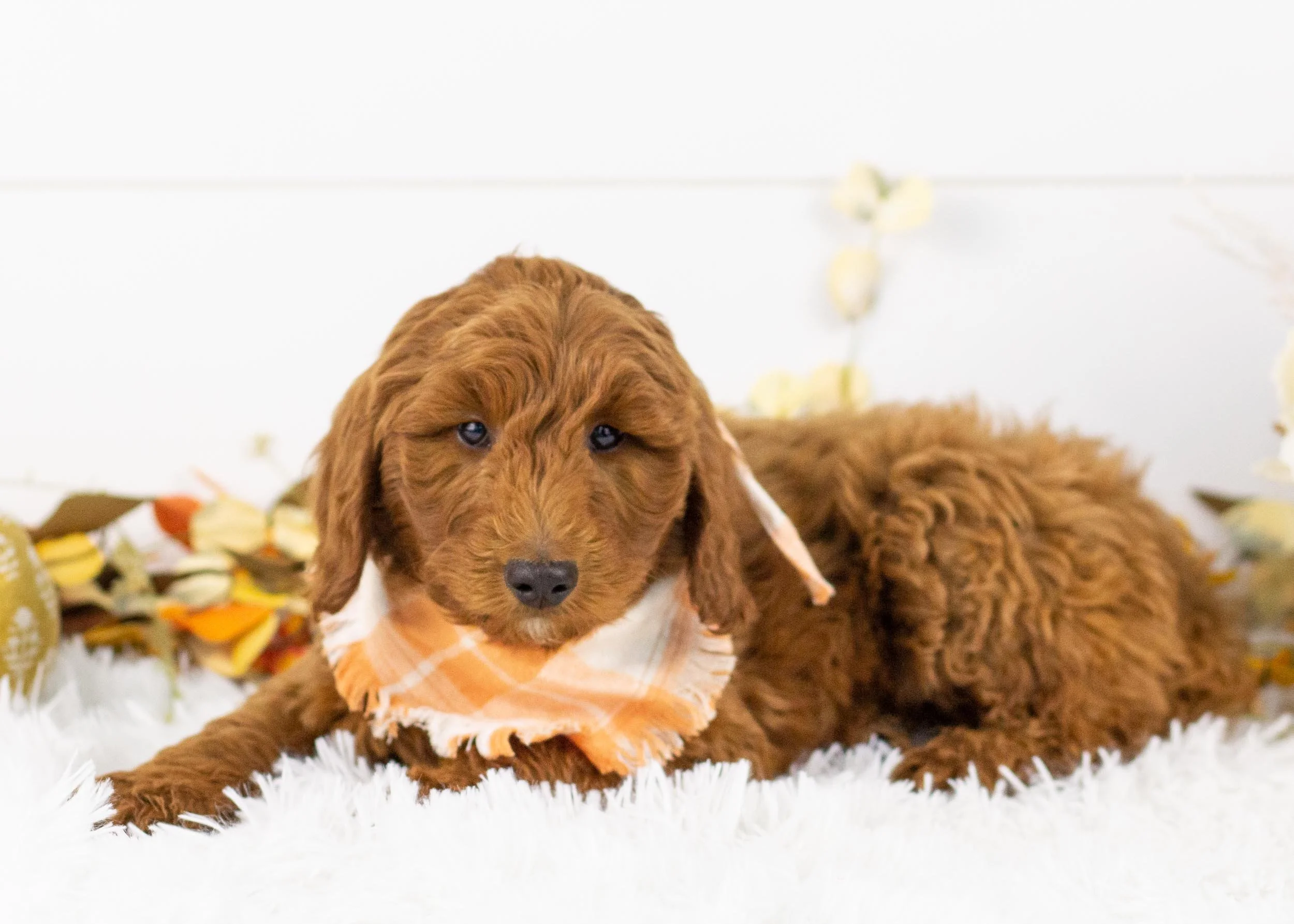 Griffin goldendoodle for sale.jpg
