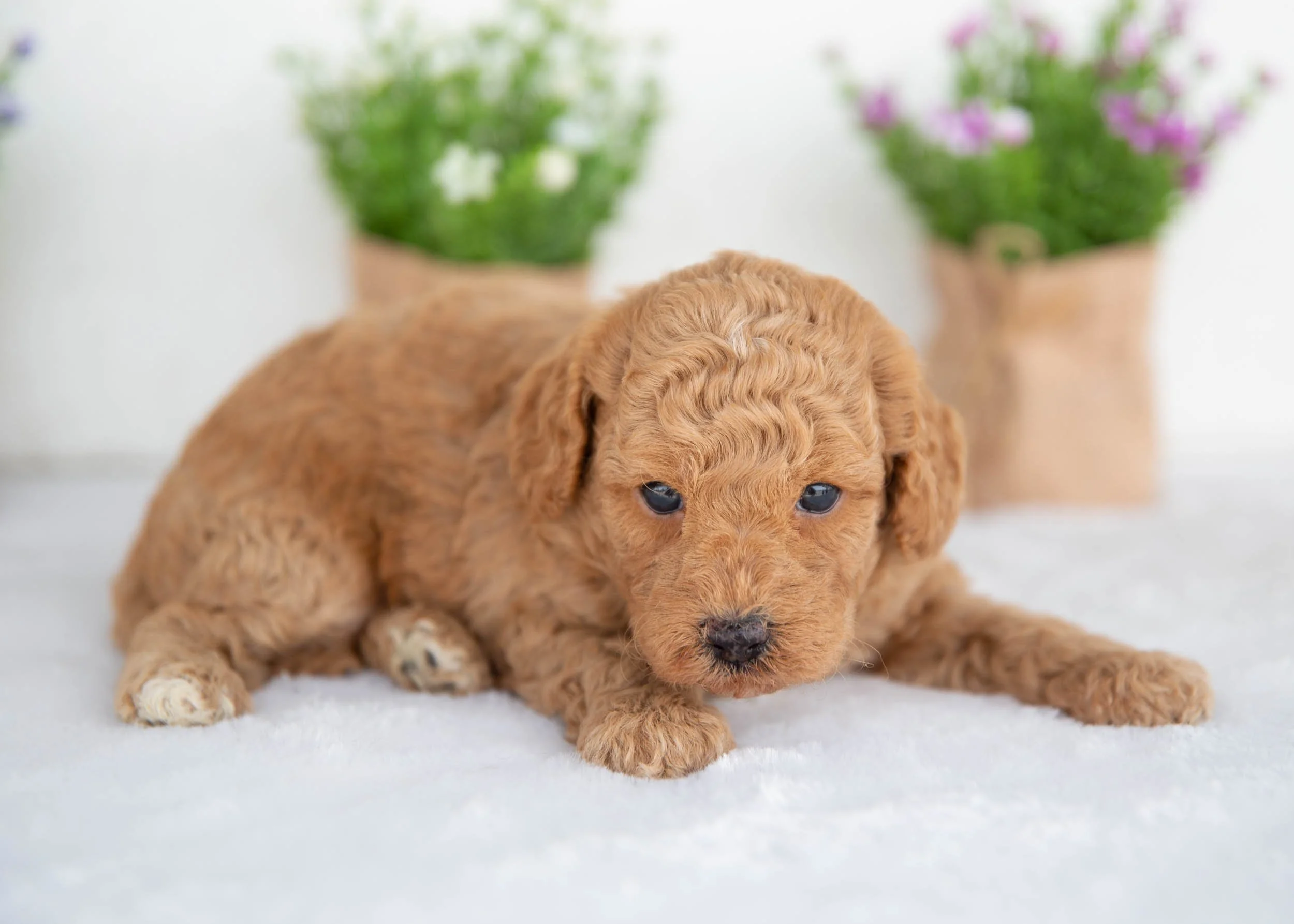 Milo goldendoodle for sale(3).jpg