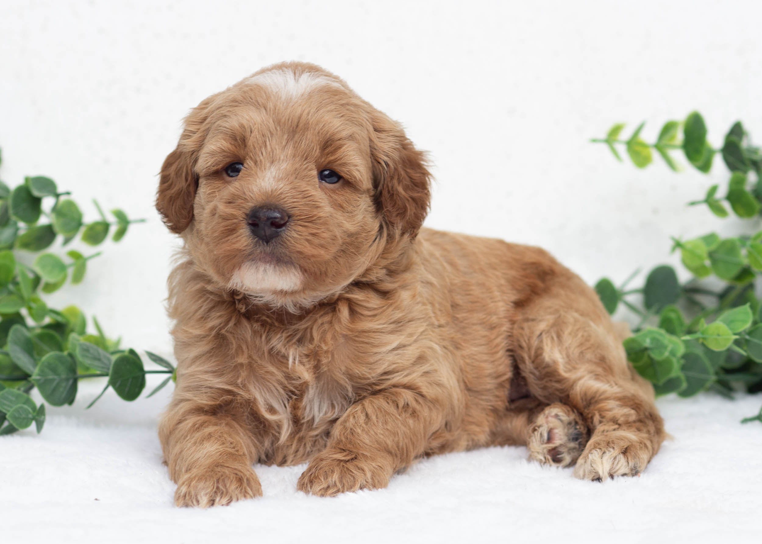 Lemon Goldendoodle For Sale.jpg