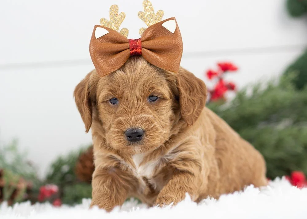 Brownie goldendoodle for sale(3).jpg
