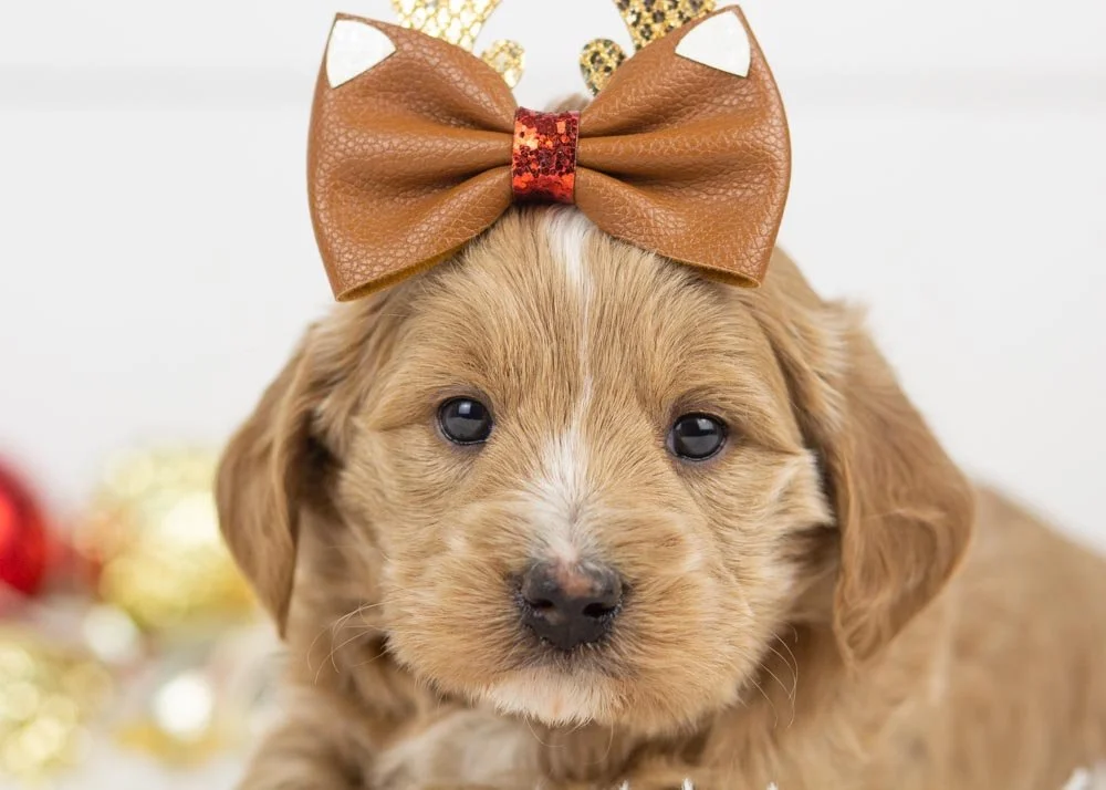 Elphaba goldendoodle for sale(2).jpg