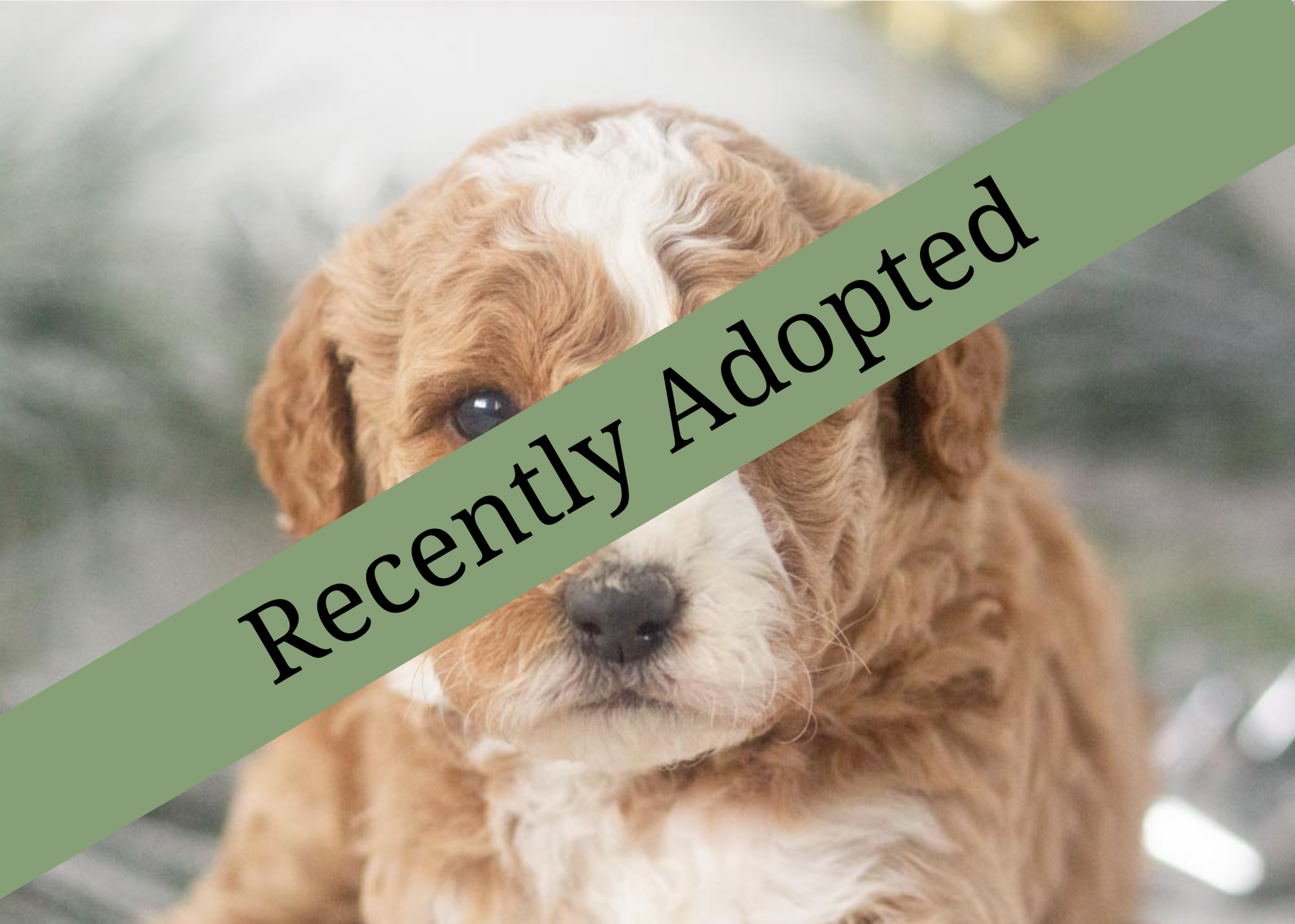 goldendoodle for sale