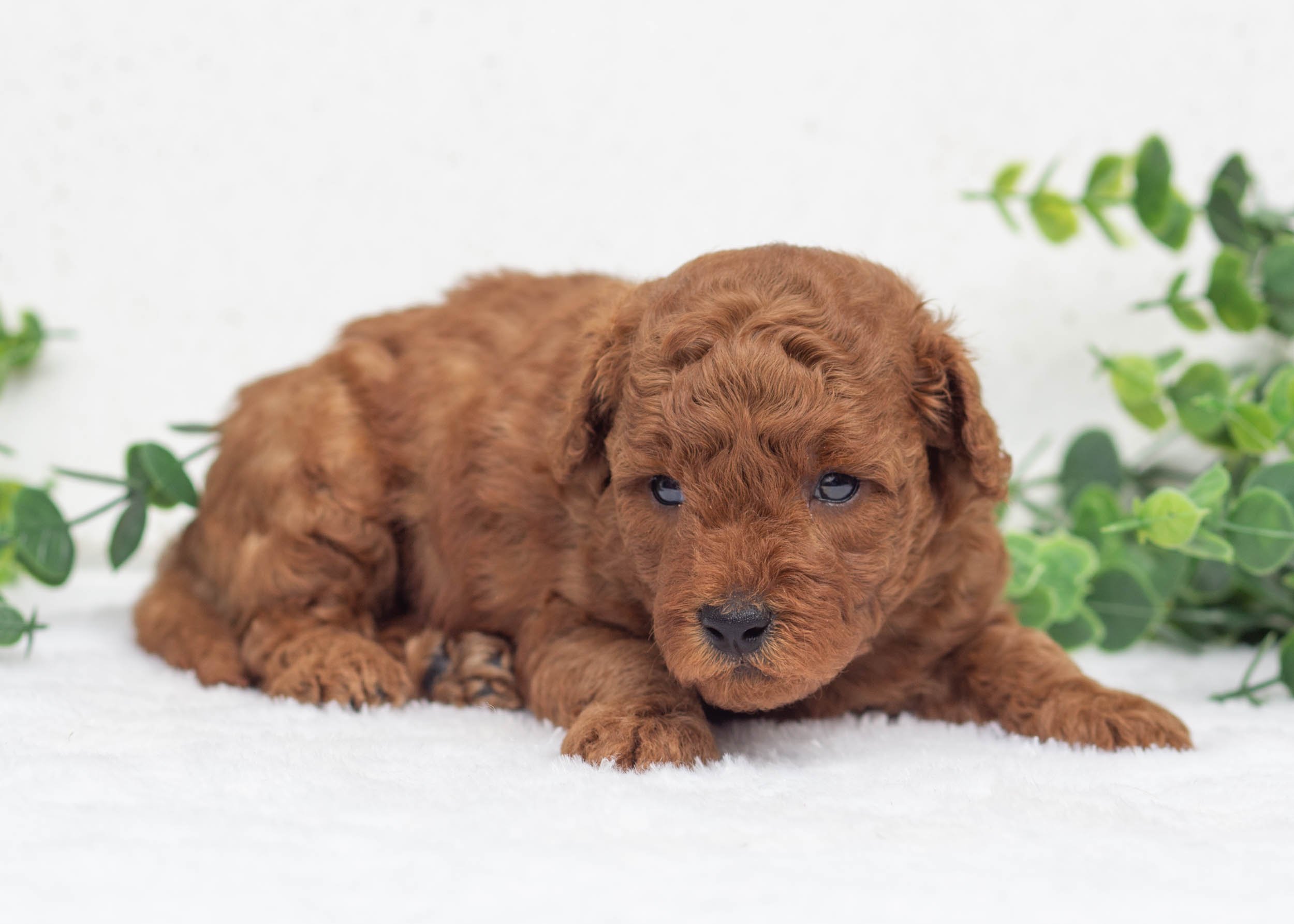 Laken Goldendoodle For Sale(3).jpg
