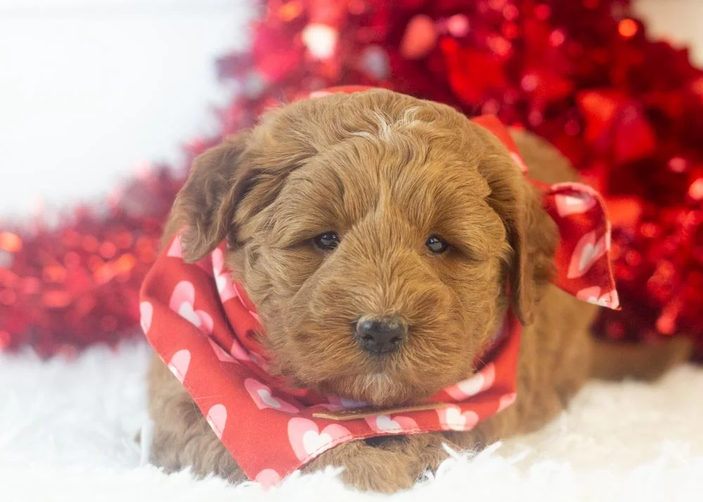 Brody goldendoodle for sale(2).jpg