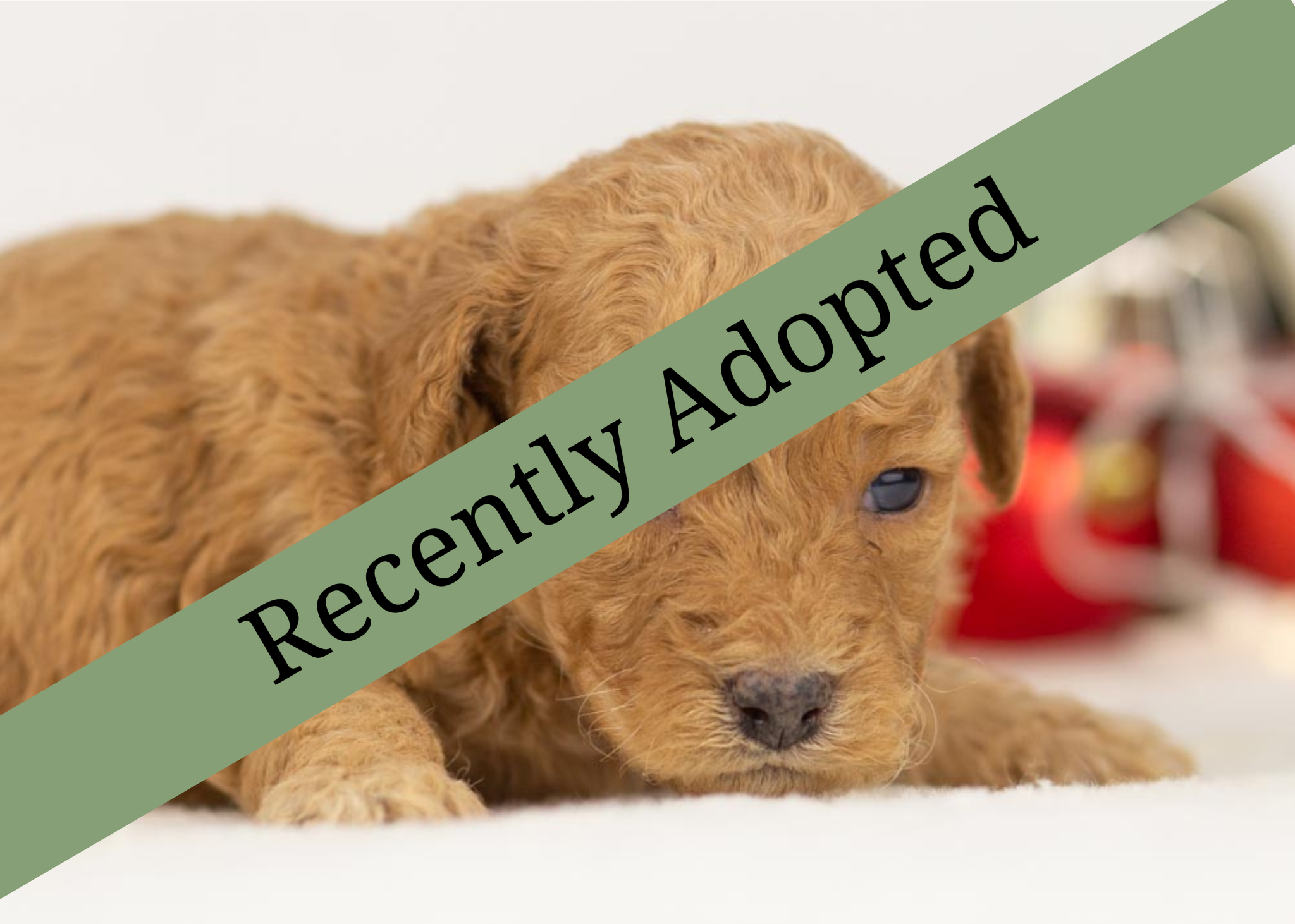 goldendoodle for sale