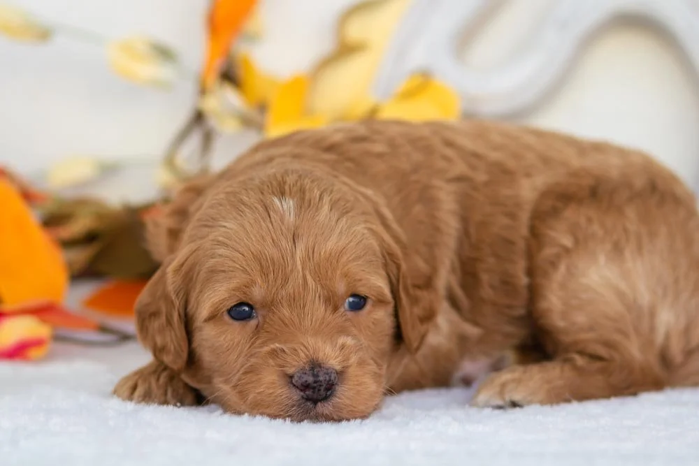 goldendoodle for sale