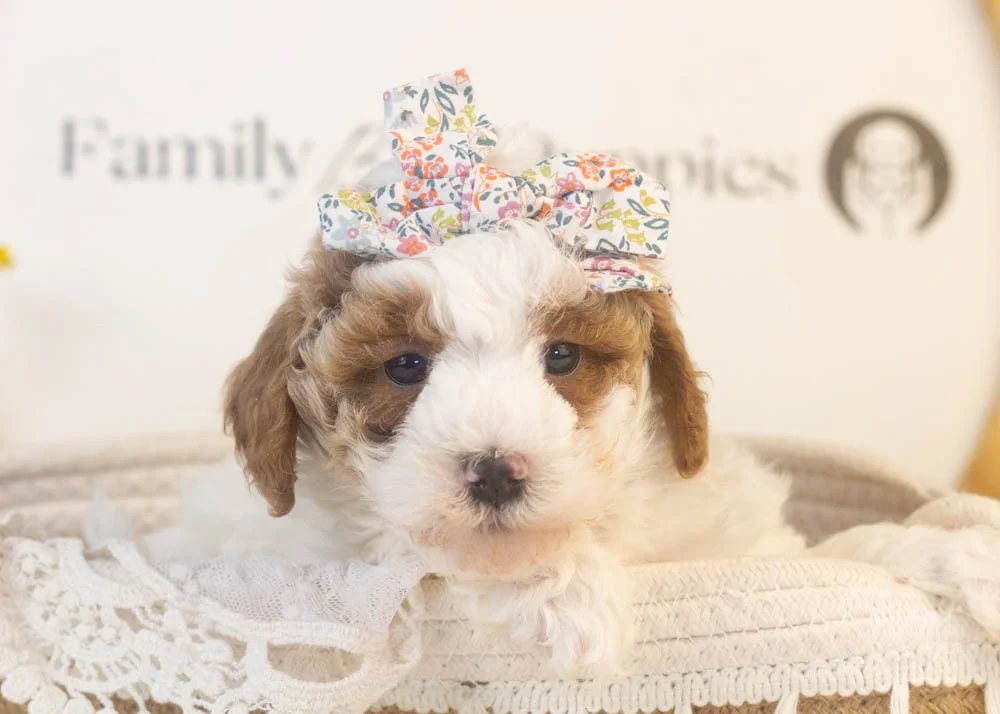 porsche goldendoodle for sale(1).jpg