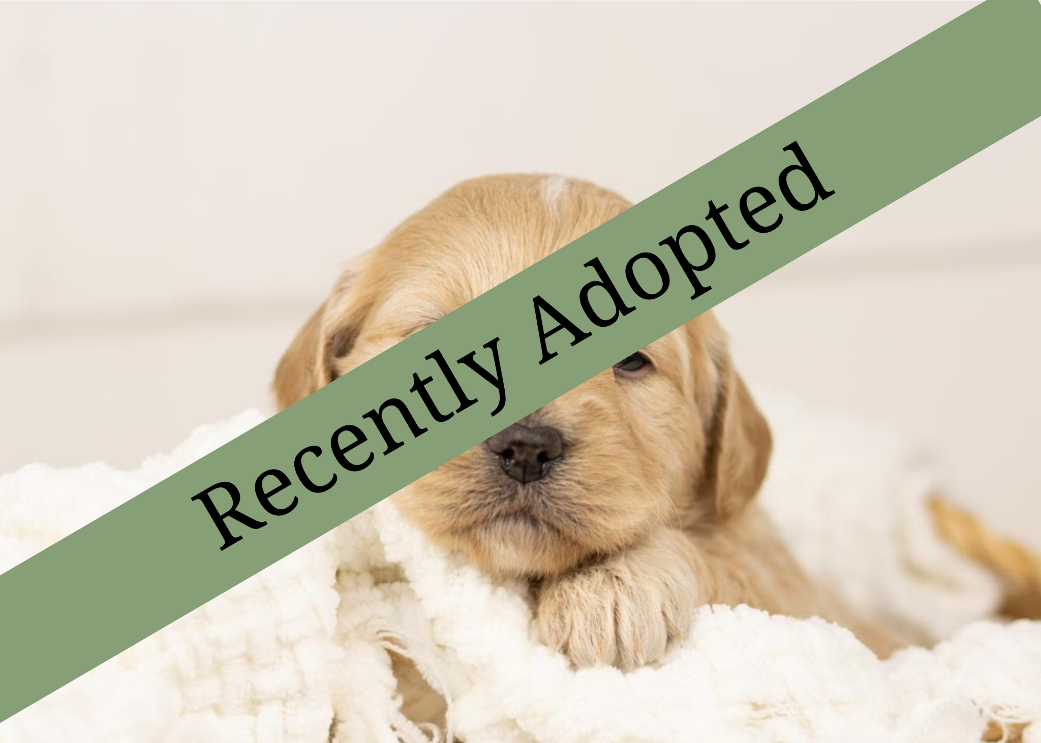 goldendoodle for sale