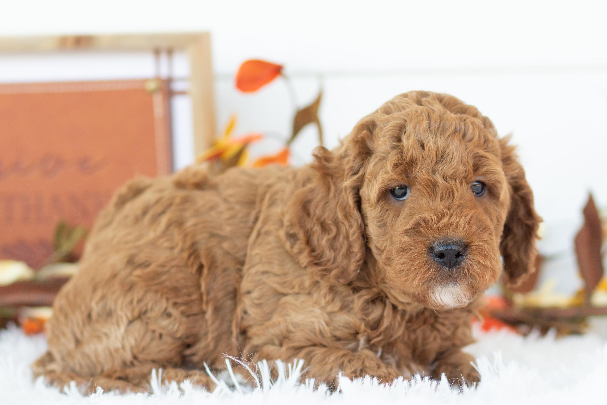 jean goldendoodle for sale(2).jpg