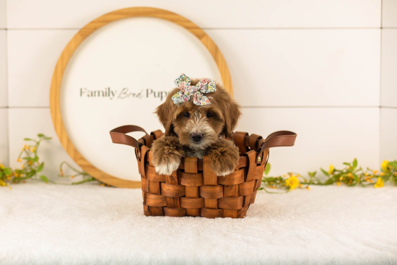 Jan goldendoodle for sale(4).jpg