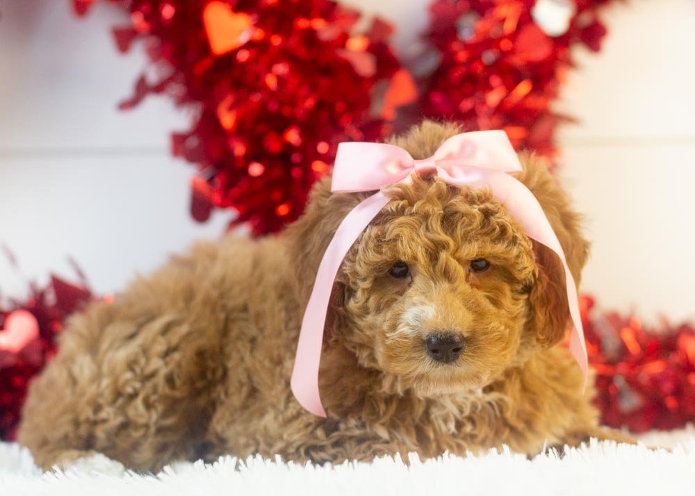 Chilli goldendoodle for sale(2).jpg