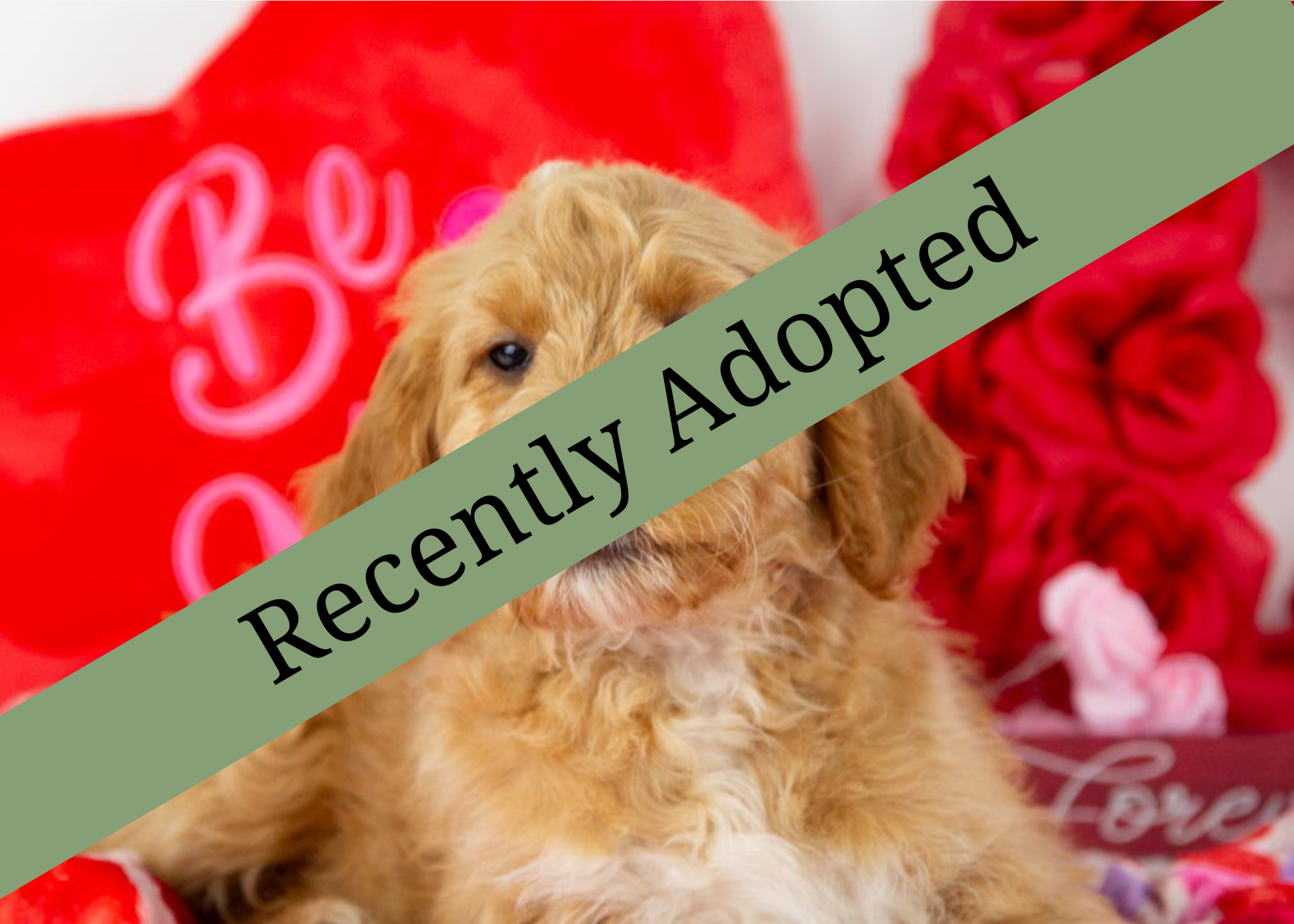 goldendoodle for sale