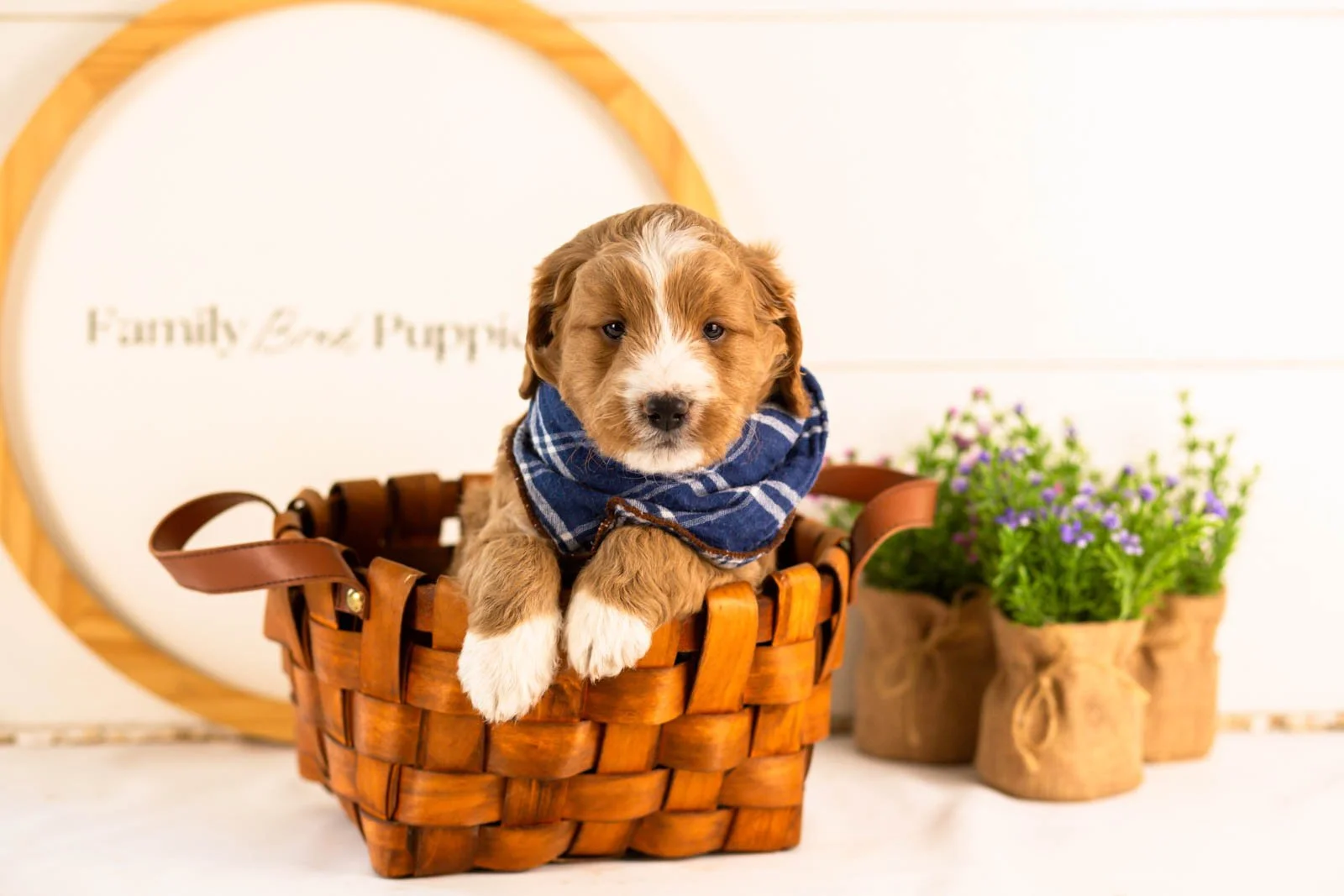 gruyere goldendoodle for sale(4).jpg