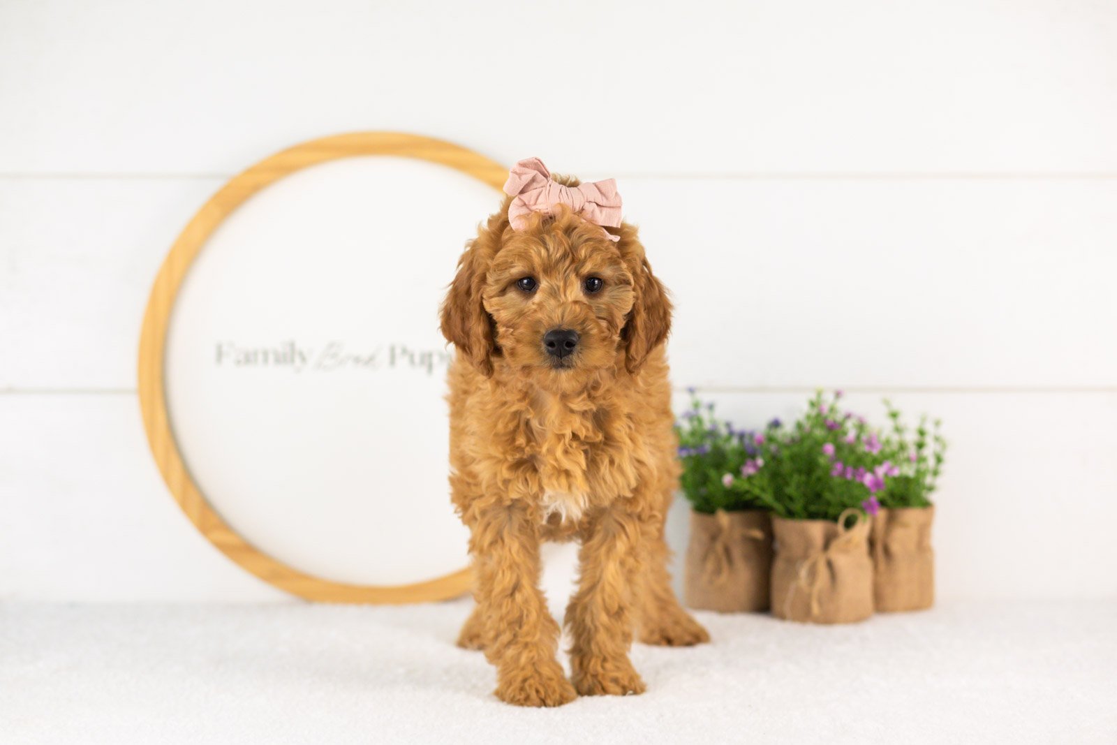 Savannah goldendoodle for sale(2).jpg