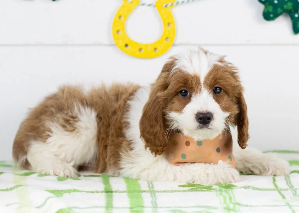 Woody goldendoodle for sale(3).jpg