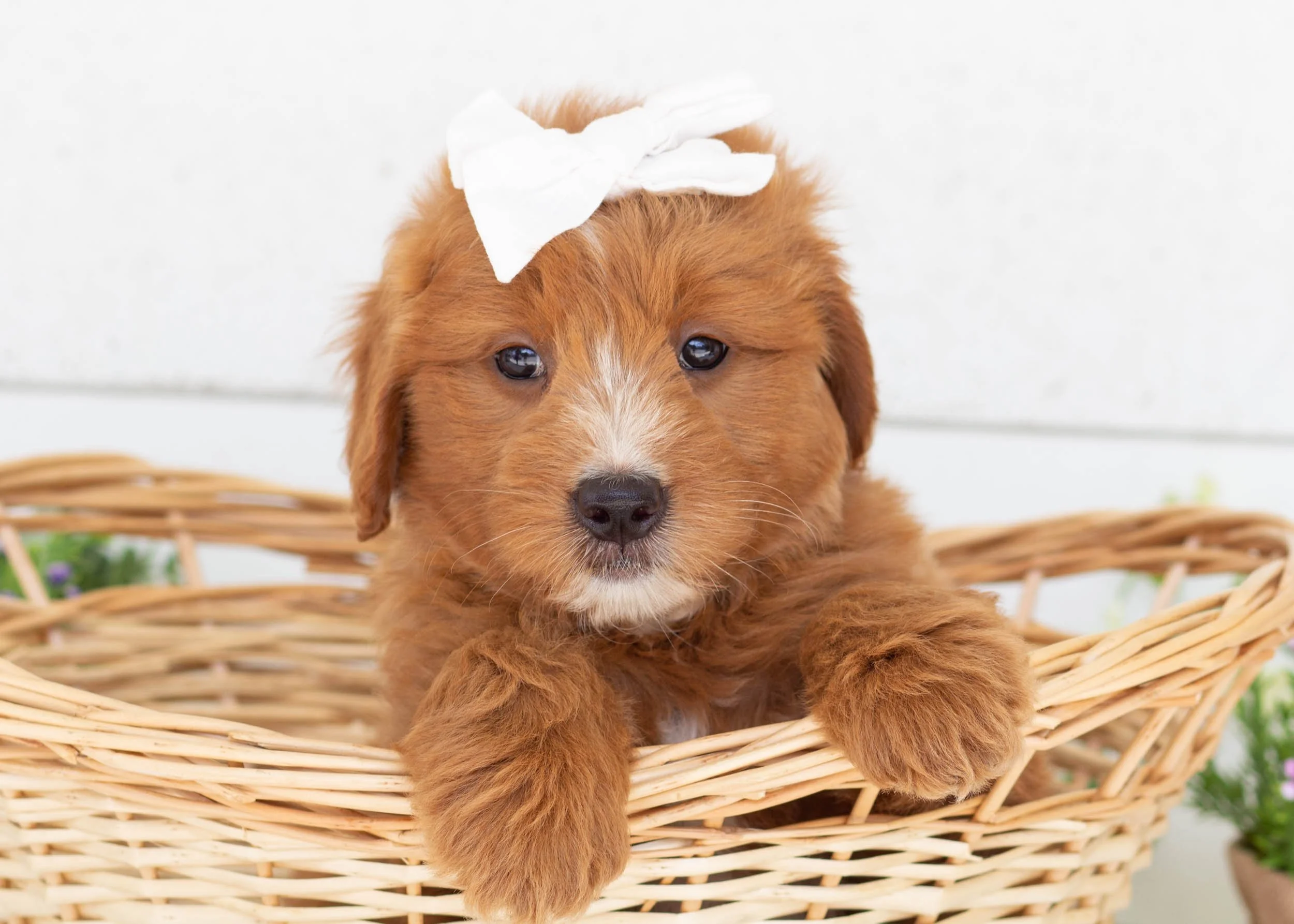 Waffles goldendoodle for sale5.jpg