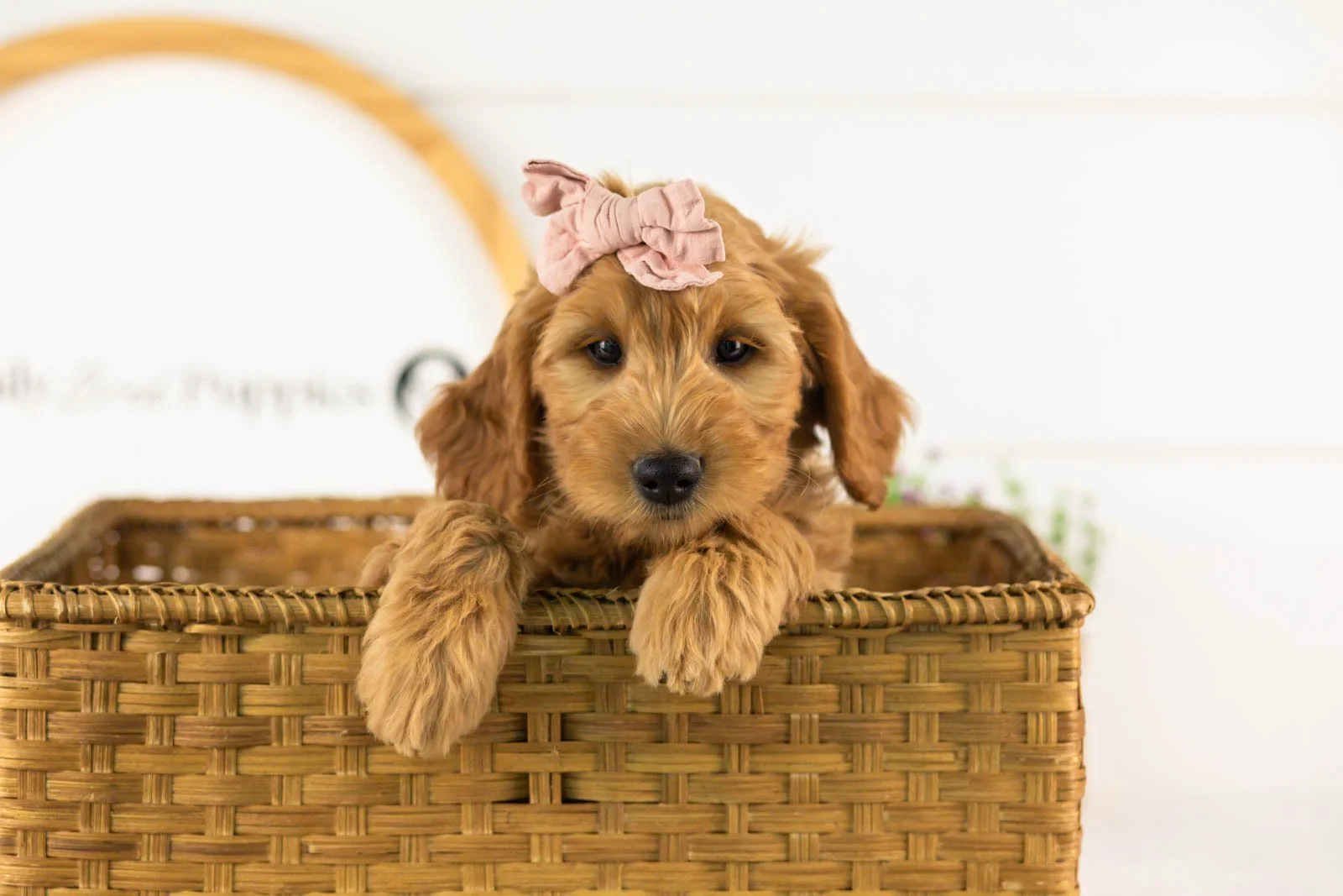 Sequioa goldendoodle for sale(3).jpg