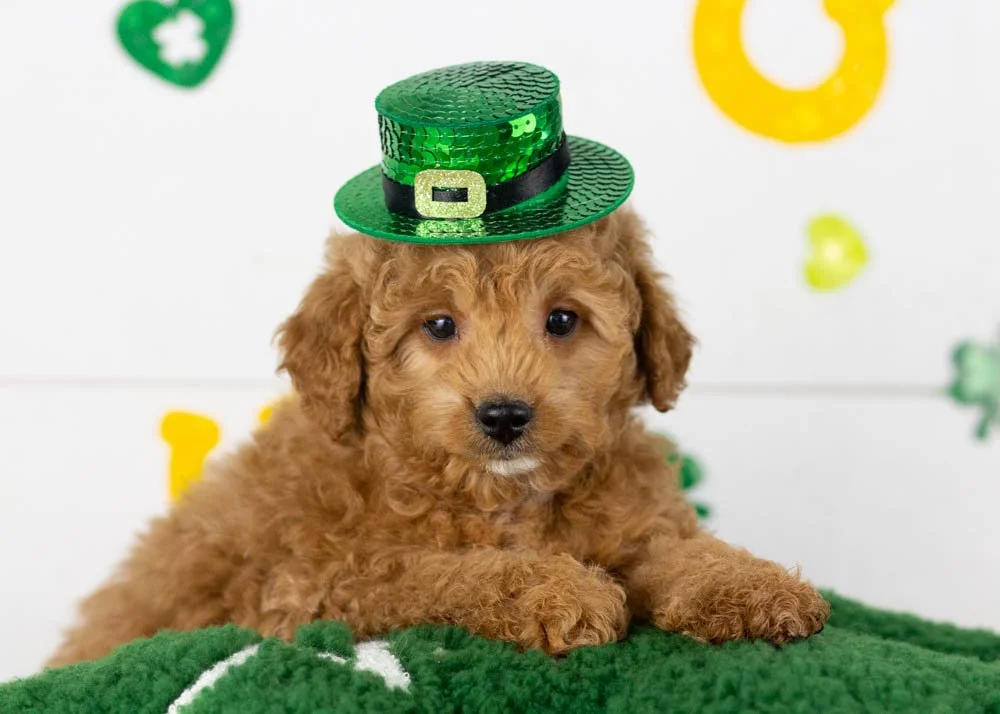 Vinnie goldendoodle for sale.jpg