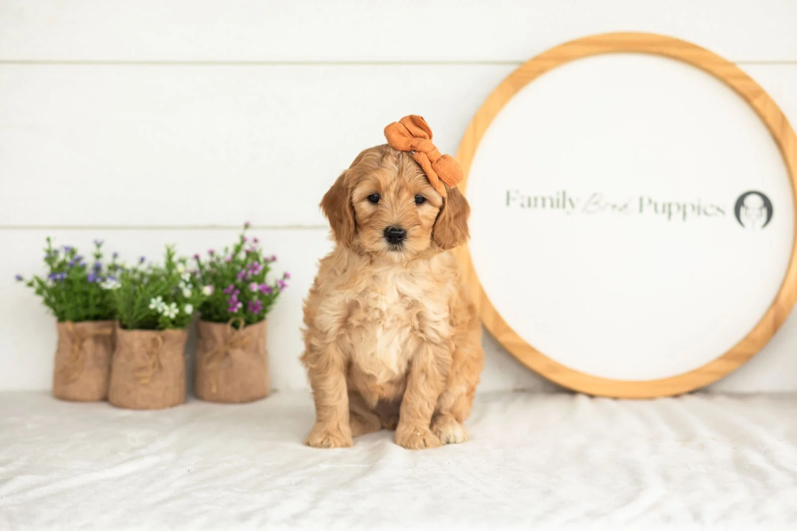 Maria goldendoodle for sale(1).jpg