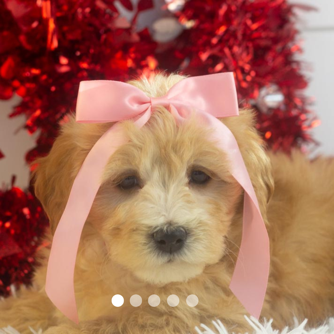 Copy of FBP Design.png