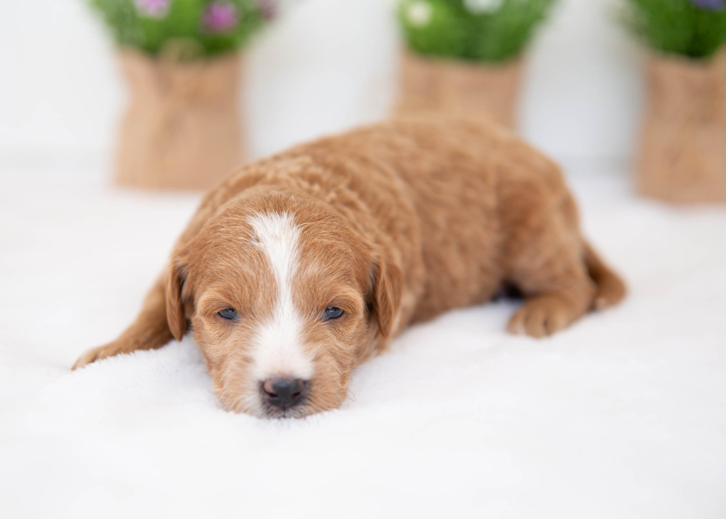 Sorbet Goldendoodle for sale.jpg