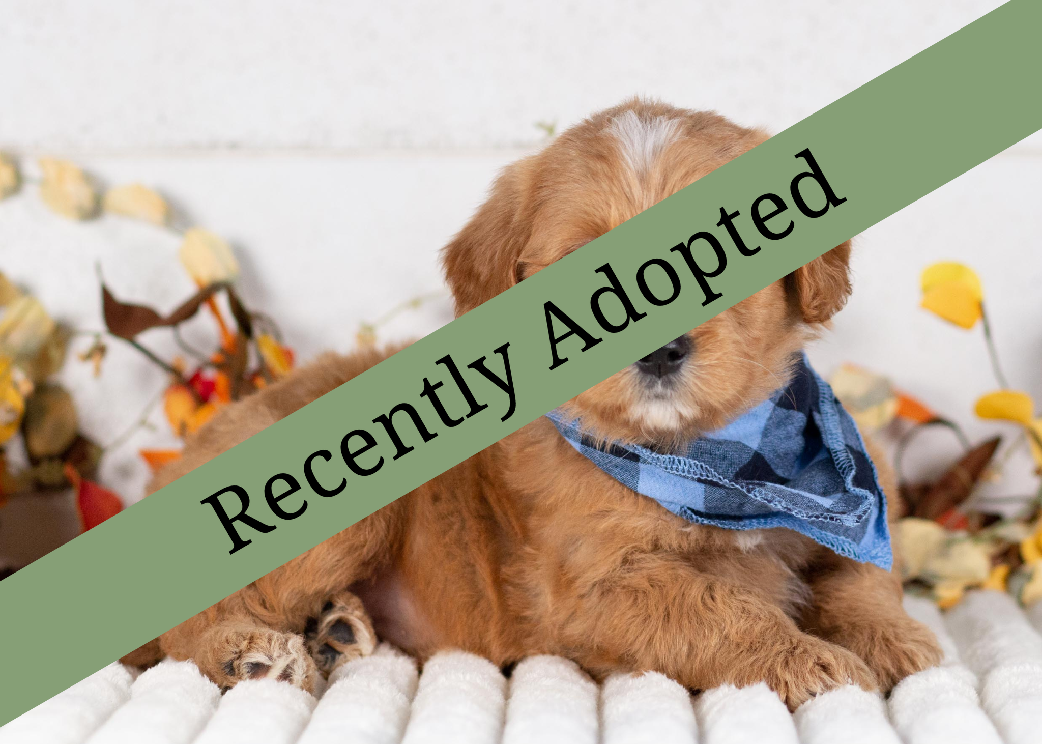 goldendoodle for sale