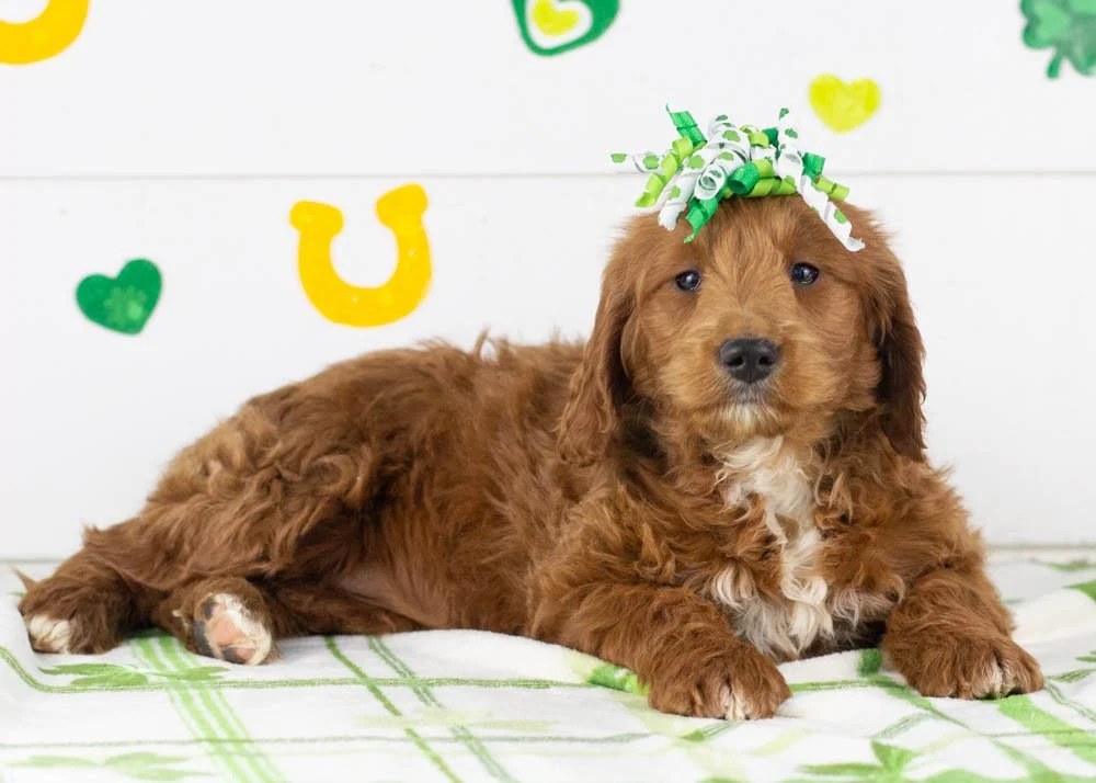 Lullaby goldendoodle for sale.jpg