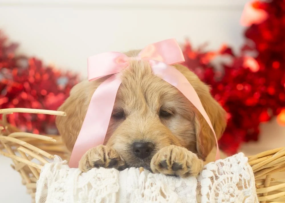 Sage goldendoodle for sale(1).jpg