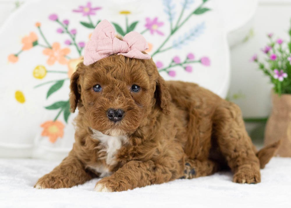 poppy goldendoodle for sale..jpg