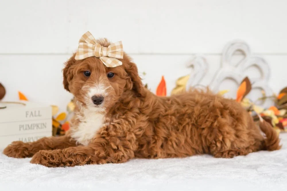 Dior goldendoodle for sale.jpg