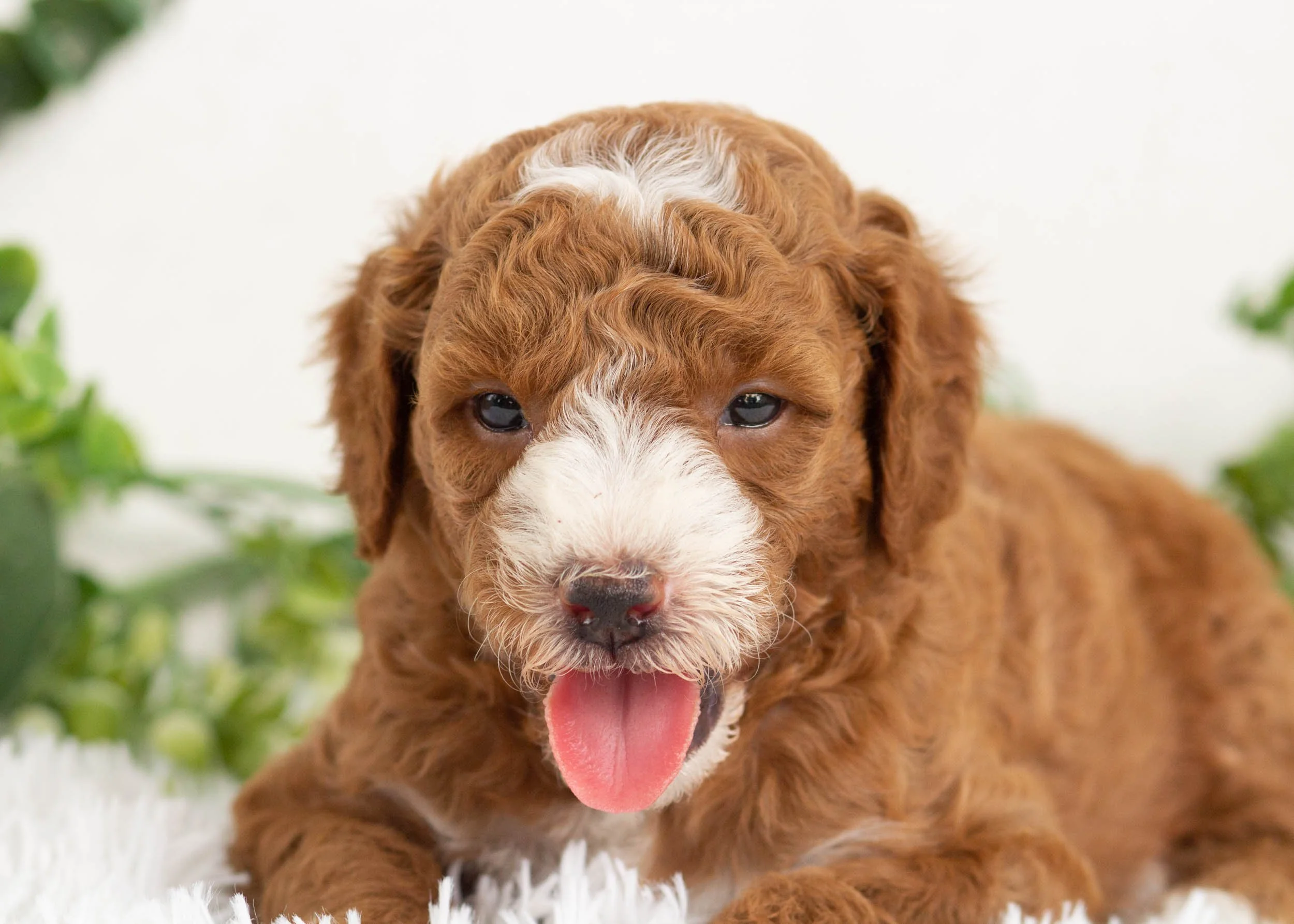 cola goldendoodle for sale(2).jpg