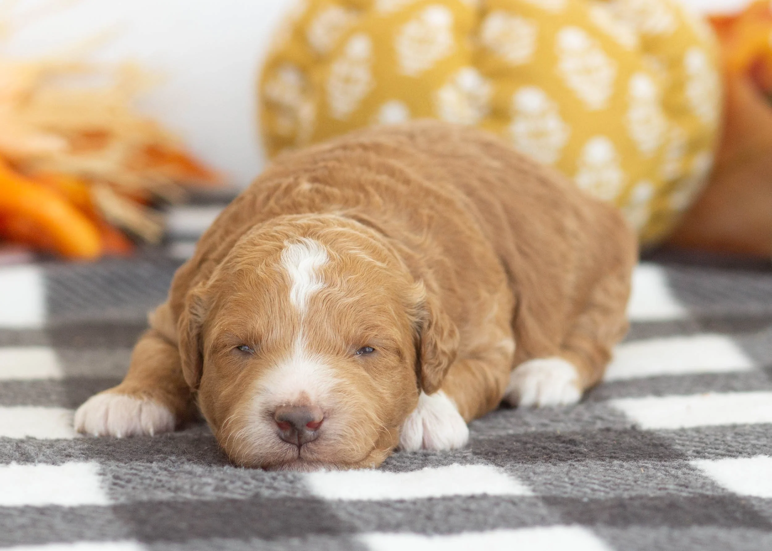 Lexi goldendoodle for sale.(2).jpg