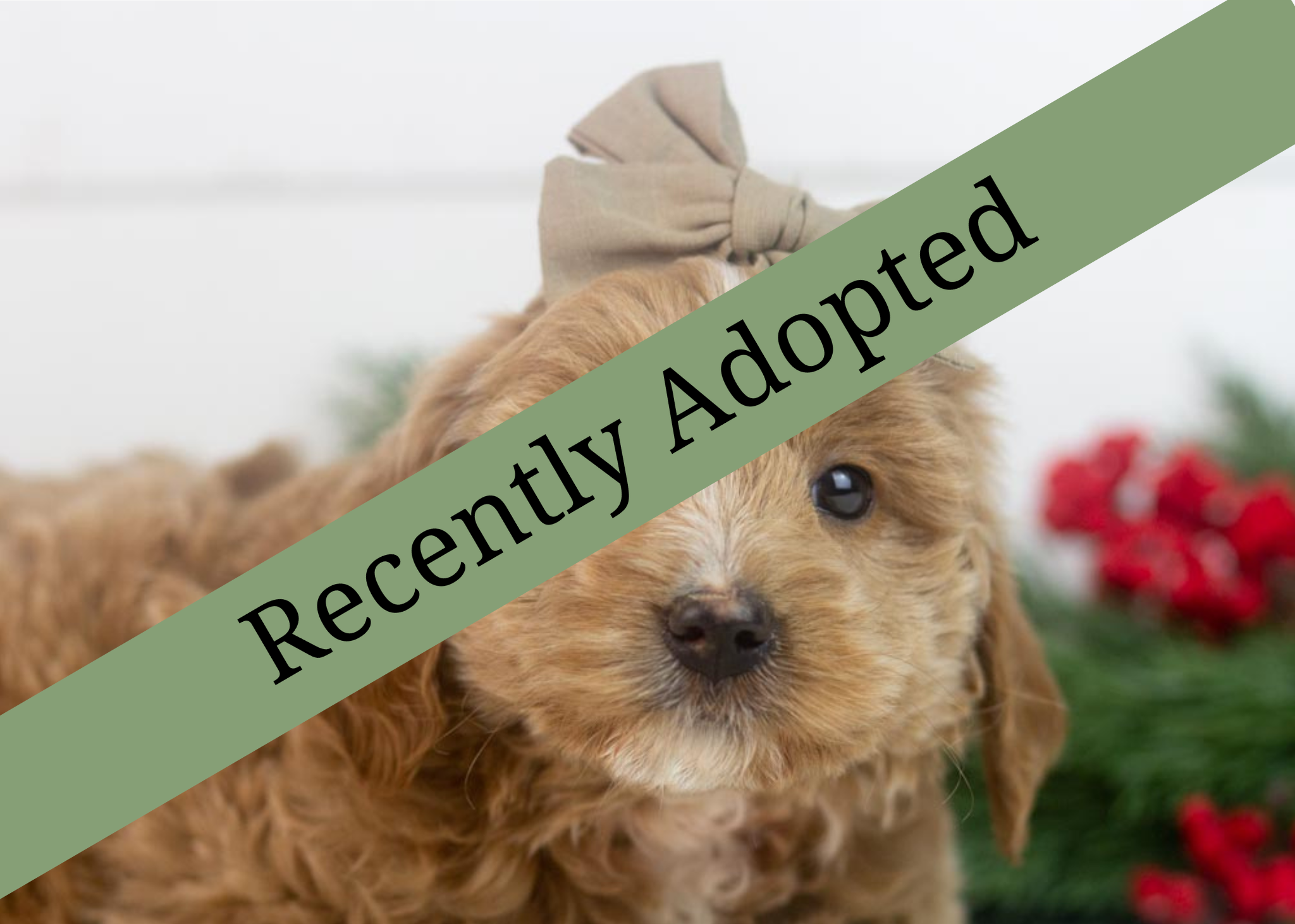 goldendoodle for sale