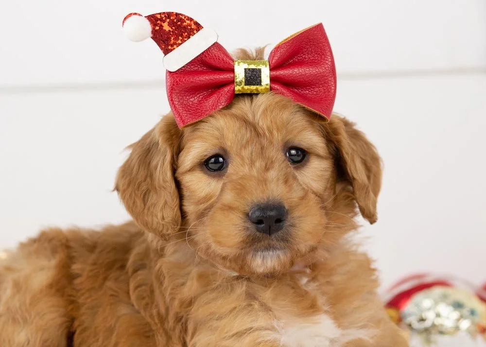 Pistachio Goldendoodle for sale(2).jpg