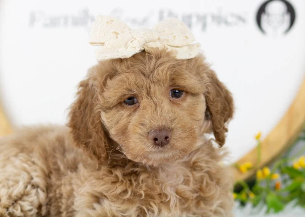 alabama goldendoodle for sale.jpg
