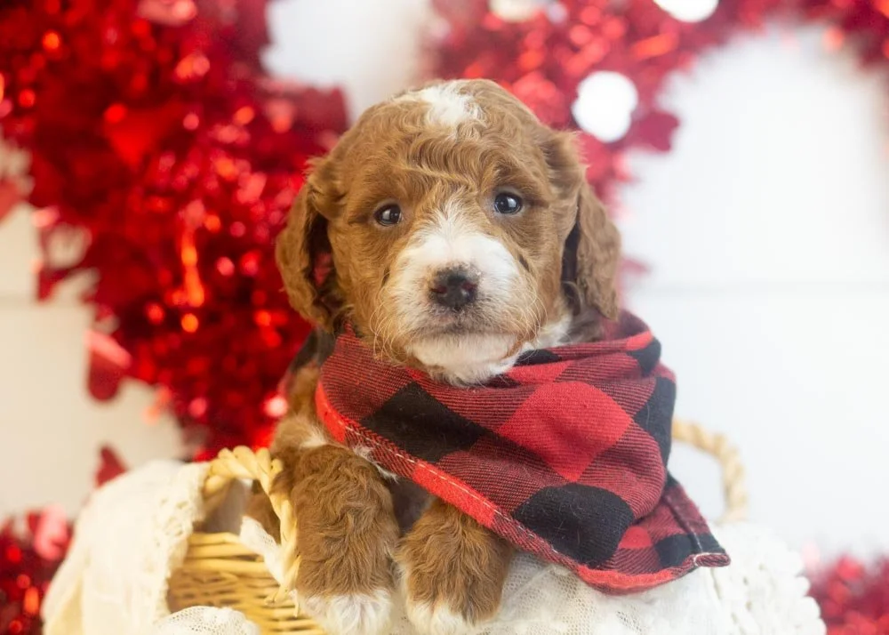 goldendoodle for sale