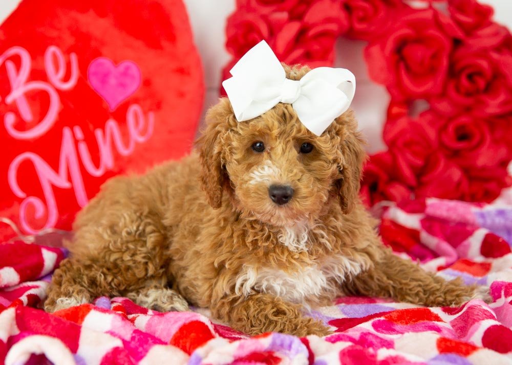 chilli goldendoodle for sale(3).jpg