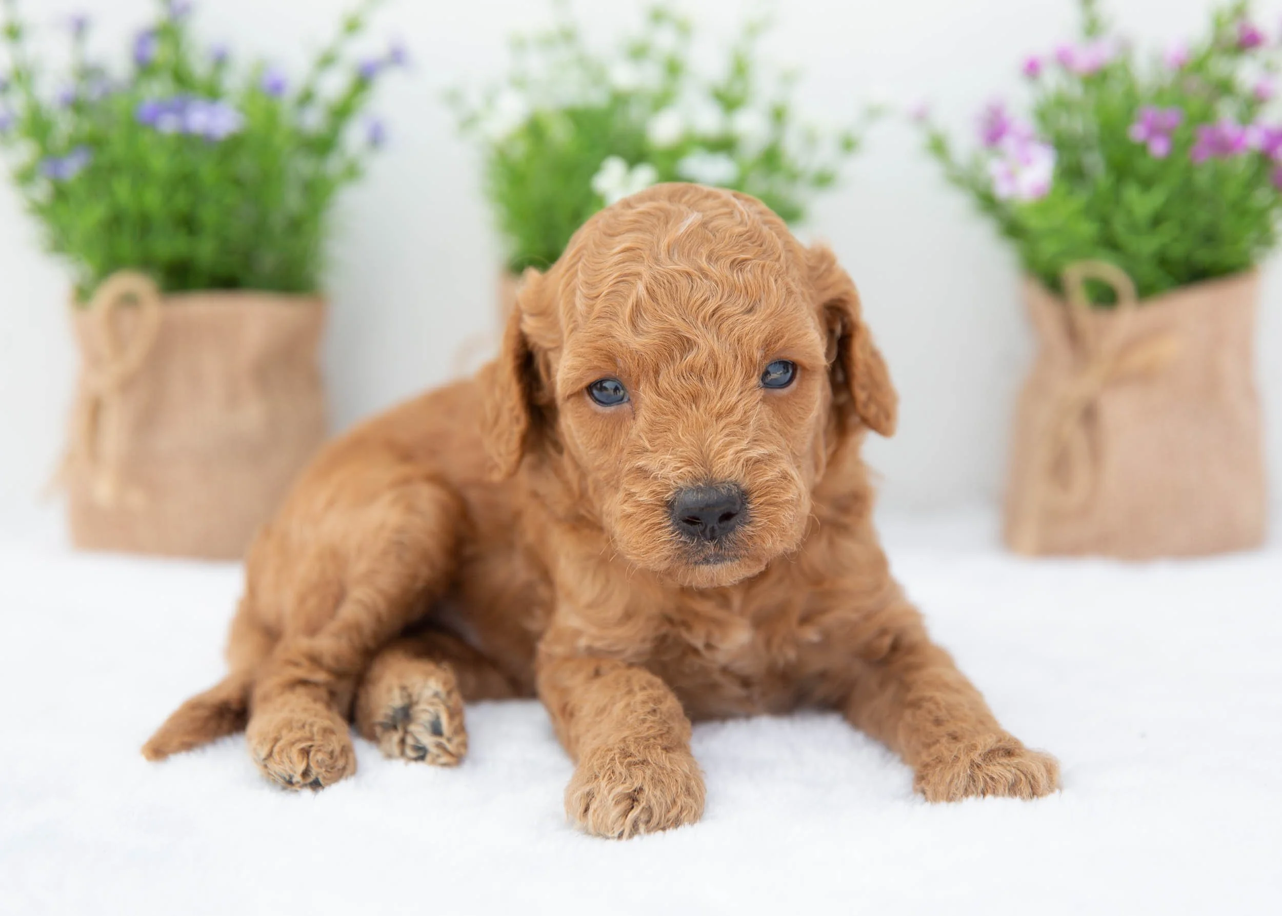 Dakota goldendoodle for sale(3).jpg