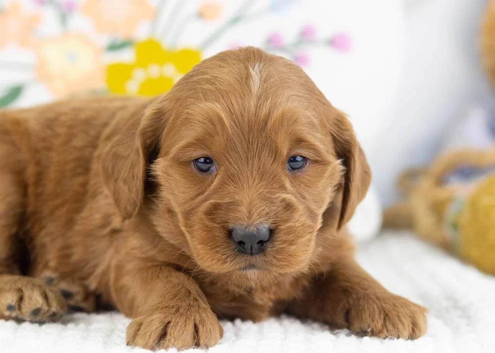 Versace goldendoodle for sale(3).jpg