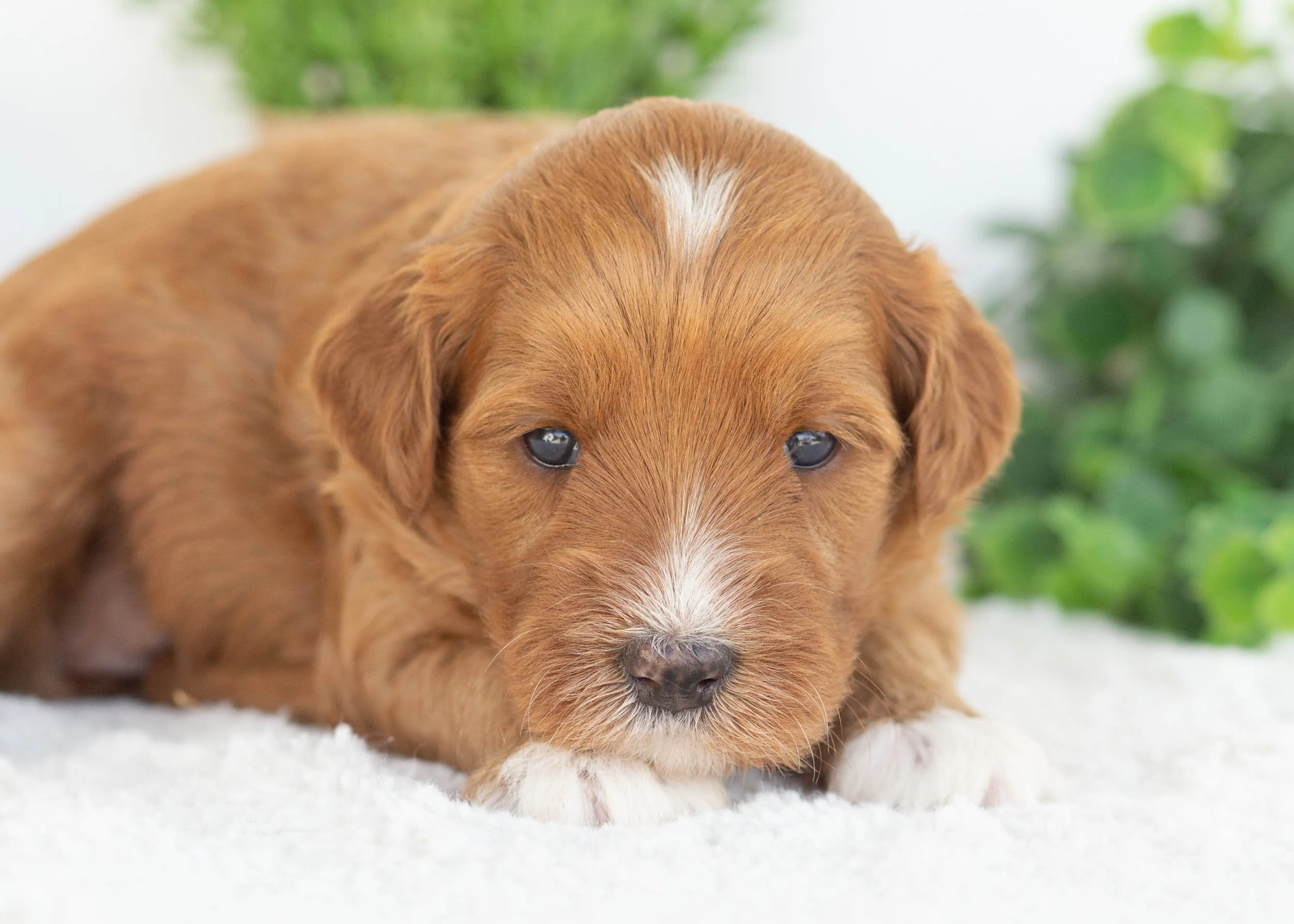 ClementineGoldendoodle for sale(1).jpg